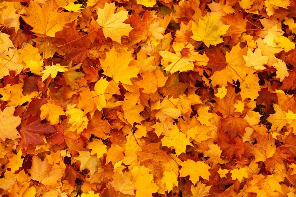 Herbst26