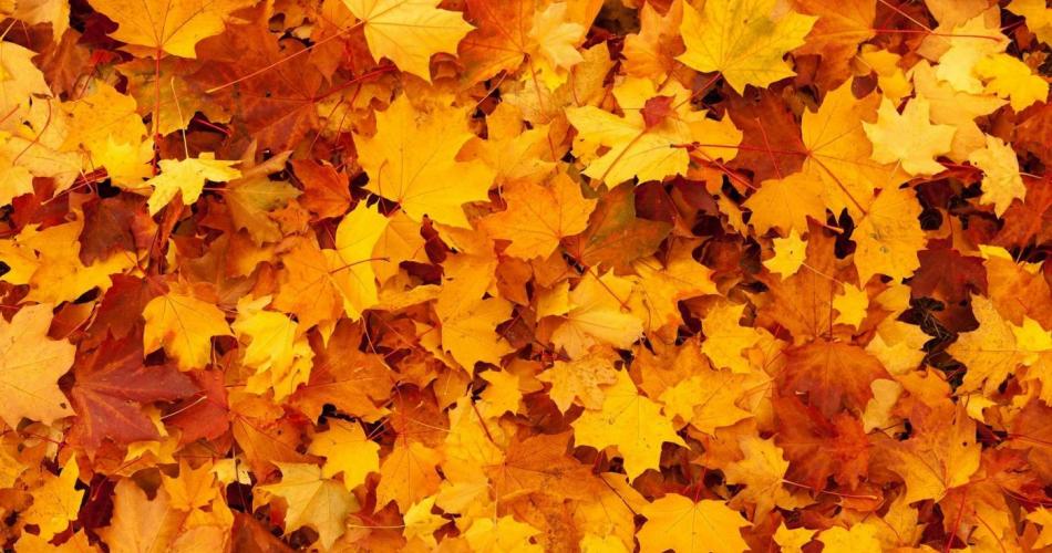 Herbst26